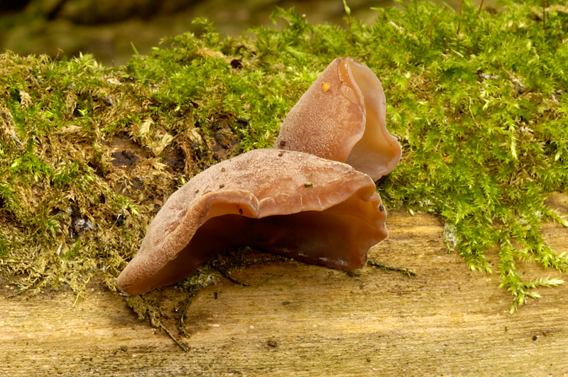 Ear Fungi