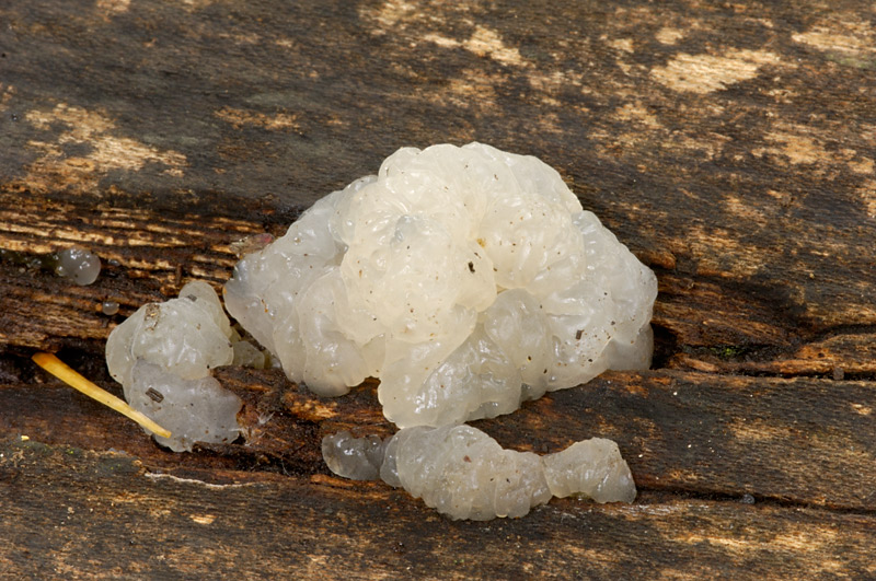 Jelly Fungus