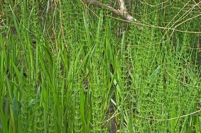 Horse-tail Fern