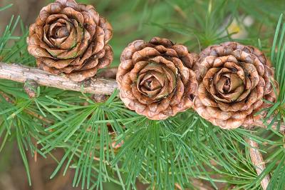 Larch Pine Cones