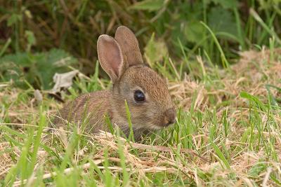 Rabbit