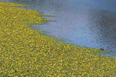 Water Lillies