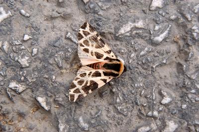 Mediterranean tiger moth