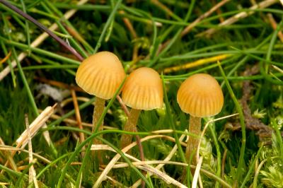 Galerina Fungi