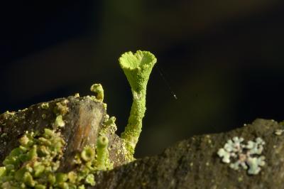 Cladonia lichen fruiting body