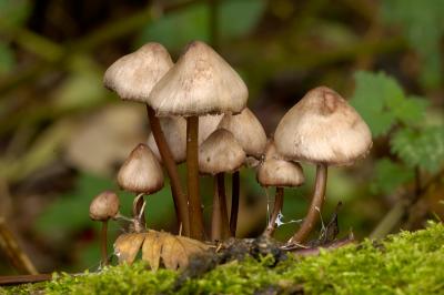 Mycena fungi