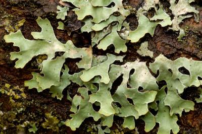 Parmelia lichen