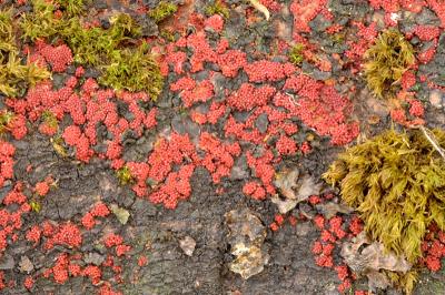 Trichia slime mould?