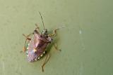 Forest Shieldbug