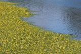 Water Lillies