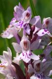 Common Spotted Orchid