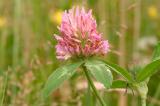 Red Clover