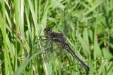 Black Darter