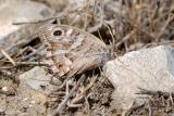 Striped Grayling