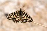 Spanish Festoon