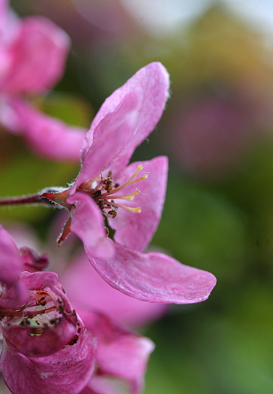 Fruit blossom