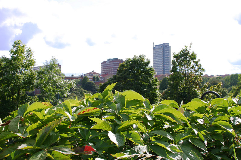 August 23: Looking over the hedge