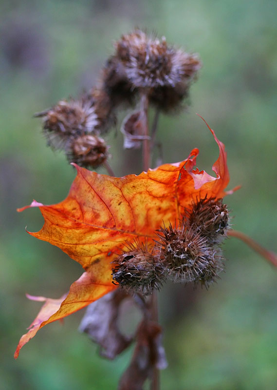 October 11: Another umbrella