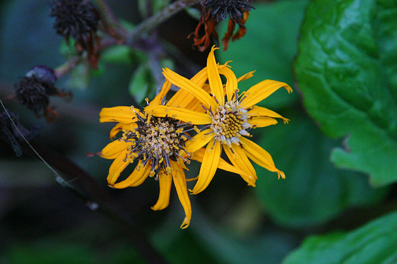 October 23: Autumn flowers