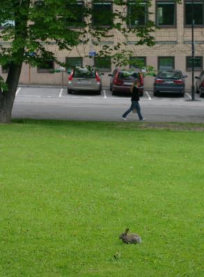 June 3: Rabbit in town