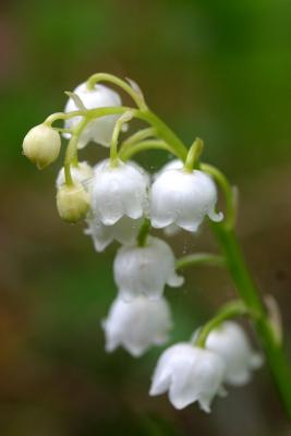 June 4: Rain on the Lilly of the Valley
