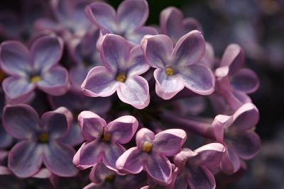Lilacs 3