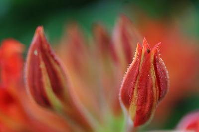 Red buds