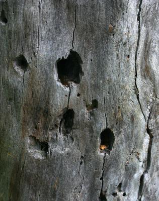 June 13: Dead wood