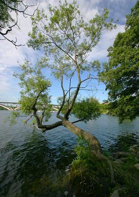 June 21: Tree by the lake