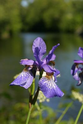 June 28: Iris by the canal