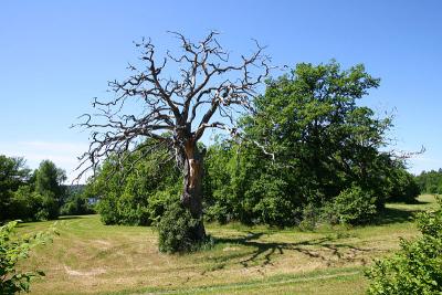 July 4: Old oaks