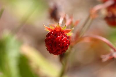 Wild strawberry