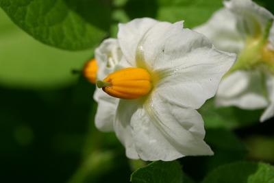 Potato Flower