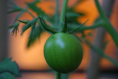 July 15: Tomatoes ripening
