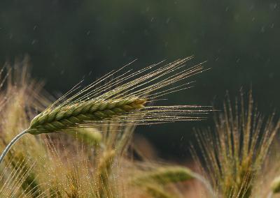July 17: Rain on rye