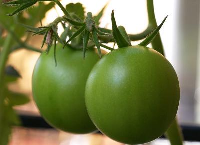 August 7: Green tomatoes