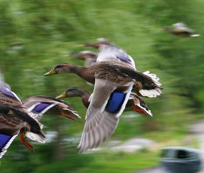 August 8: Scaring Mallards in the park