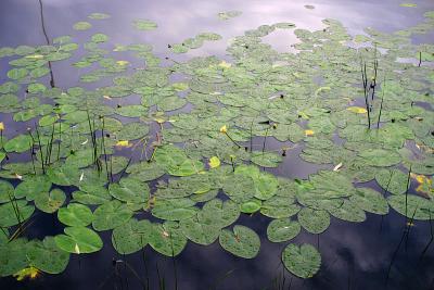 Water lilies after rain