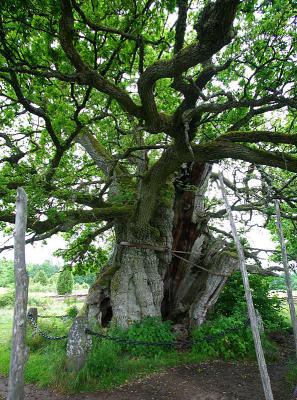 The thousand year oak