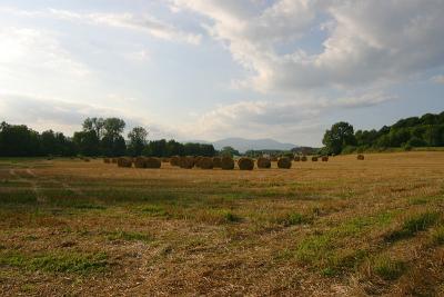 August 11: Field in Alsace
