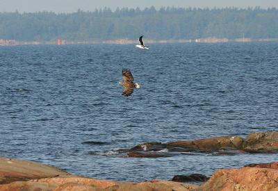 August 20: White tailed eagle chased off by gull