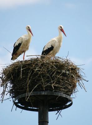 Storcks