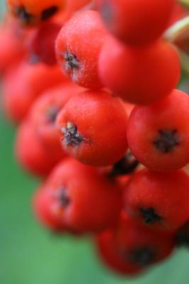 August 25: Rowen berries