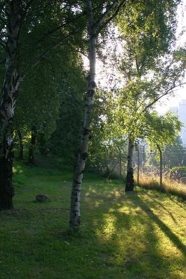 September 7: Morning birches