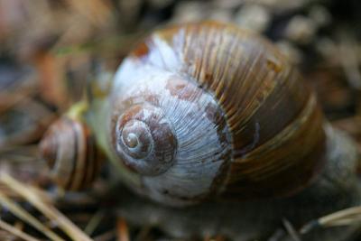 September 14: Snails