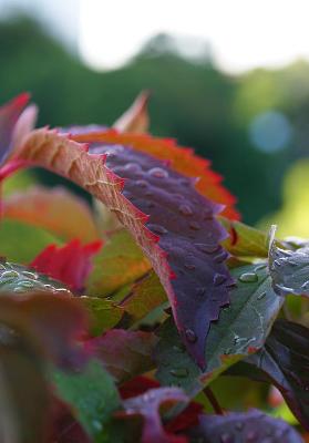 September 16: Morning dew on autumn leaves