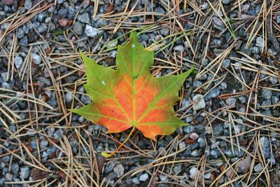 September 23: The fallen leaf