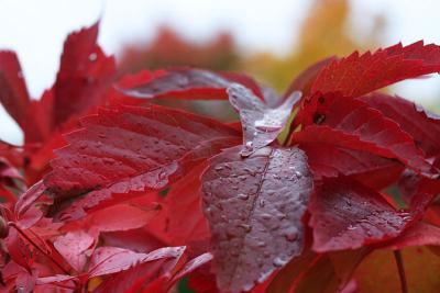 September 28: Red wet leaves