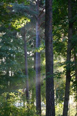 September 30: Morning light in the wood