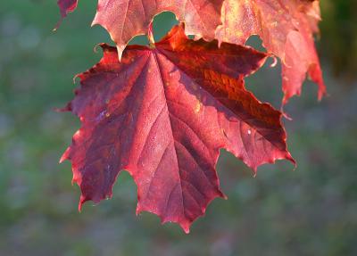 October 5: Dew on the maple leaf